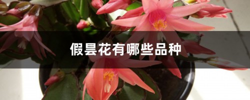 假昙花有哪些品种