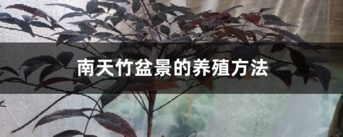 南天竹盆景的养殖方法，怎么养根