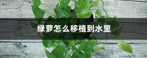 绿萝怎么移植到水里，插水里怎么生根快