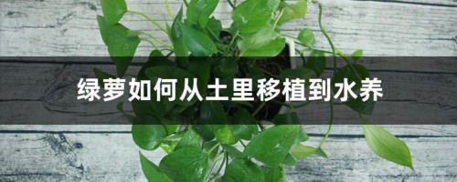 绿萝从土里移植到水养，要注意什么