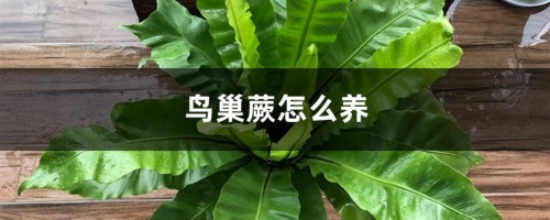 鸟巢蕨怎么养，鸟巢蕨图片