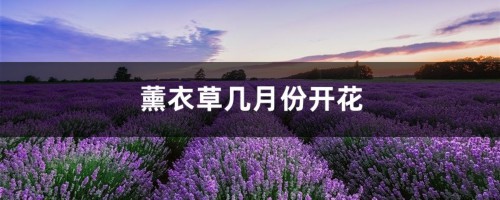 薰衣草几月份开花