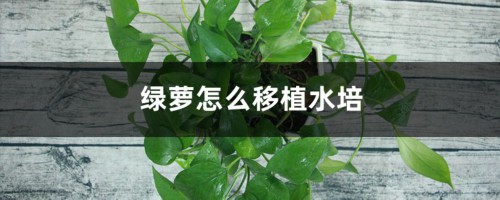 绿萝怎么移植水培