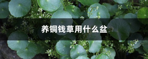 养铜钱草用什么盆