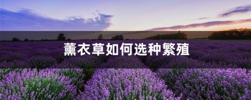 薰衣草如何选种繁殖